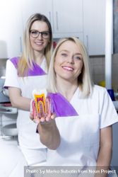 Two female dentist in the office showing an anatomical model of a two 4A8dq5