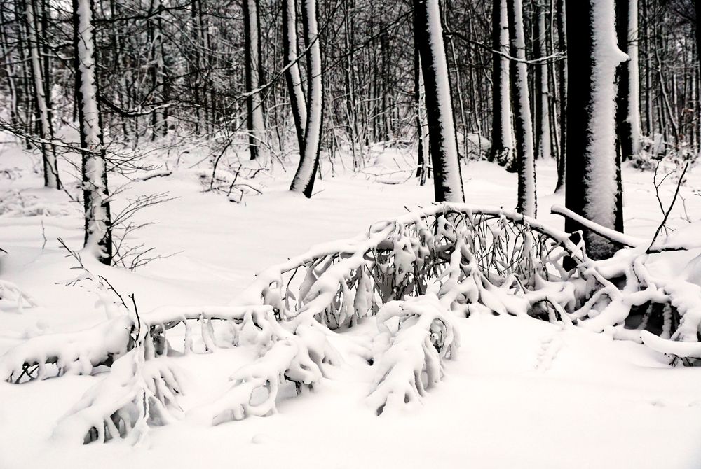 Winter forest with snowy trees