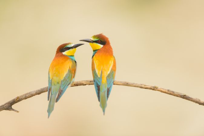 Birds standing on tree branch