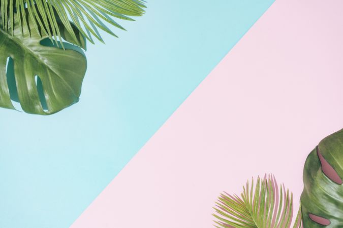 Tropical background with leaves on pastel pink and blue copy space