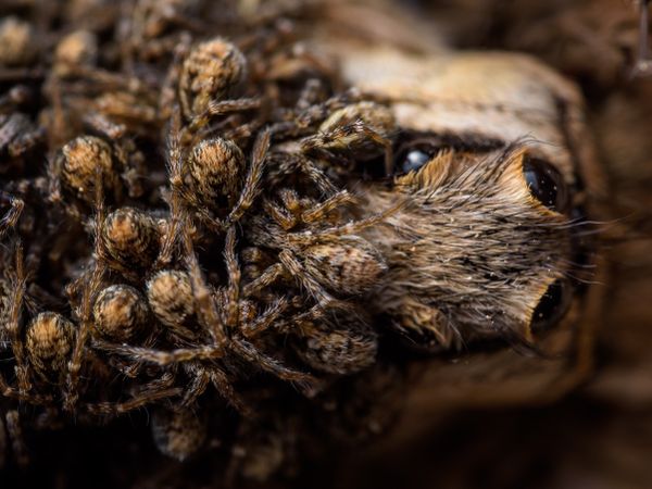 Bunch of dangerous jumping spiders