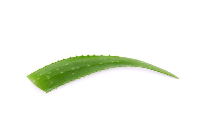 Aloe vera fresh leaf isolated on plain background. Treatment plant