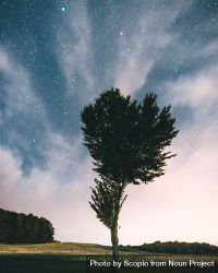 Lone tree under night airglow 0WANM4