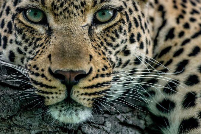 Close up of leopard