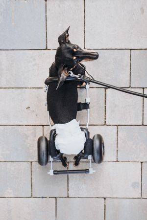 Dog with wheelchair on street