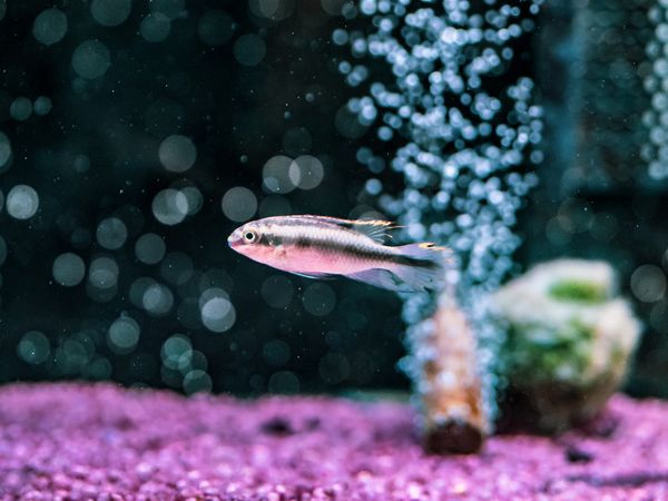 Exotic fish in aquarium