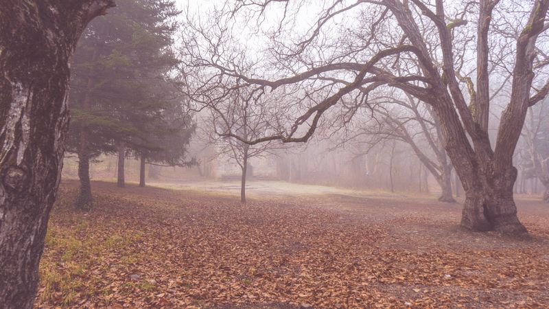 Misty autumnal  forest