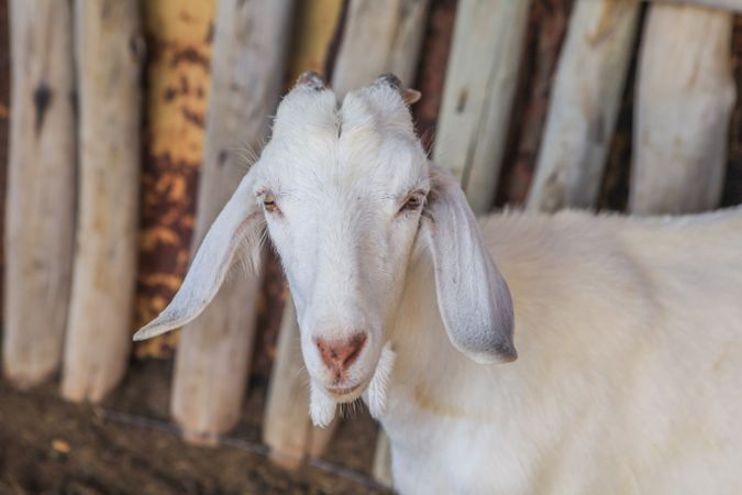 domestic animal on farm