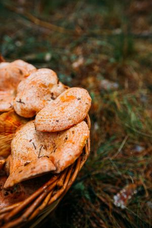 Saffron milk cup mushroom (lactarious deliciosus) in a basket