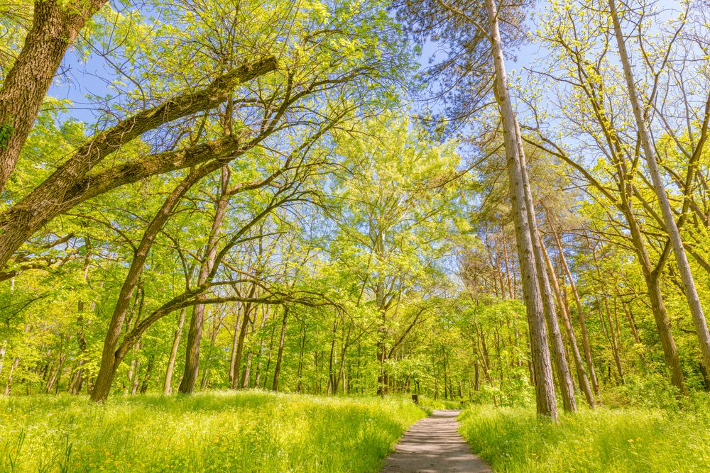 Trail in the forest