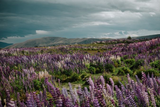 Majestic view of field with blooming Lupine flowers in New Zealand