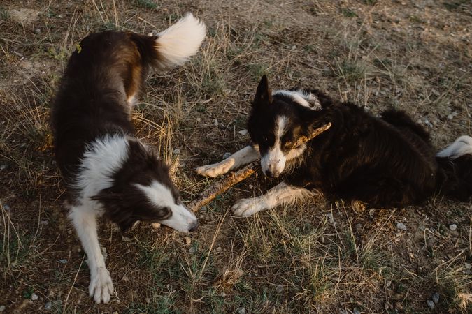 Border Collie dogs having fun together during stick game on dry grass in countryside