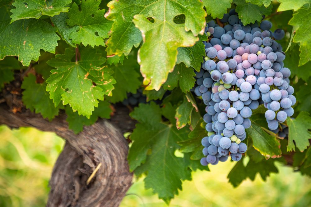 Lush Wine Grapes Clusters Hanging On The Vine