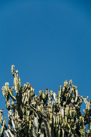 Tall cactus against blue sky