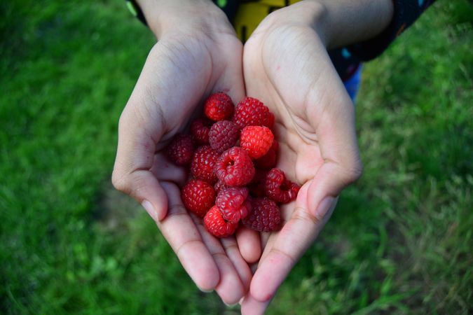 Person holding raspberries outdoor