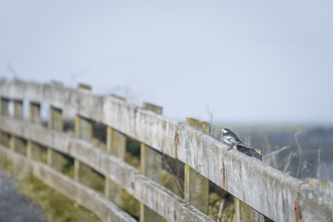 Bird on fence near plants