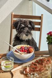 Obedient purebred dog sitting on chair at table with healthy breakfast