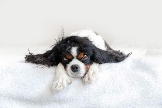 Cavalier spaniel lying on its stomach on bed