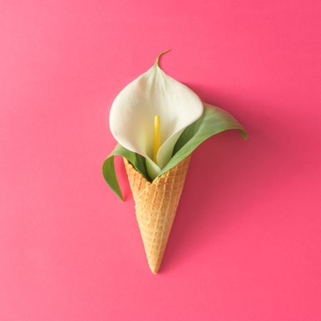 Ice cream cone with calla lily flower on pink background