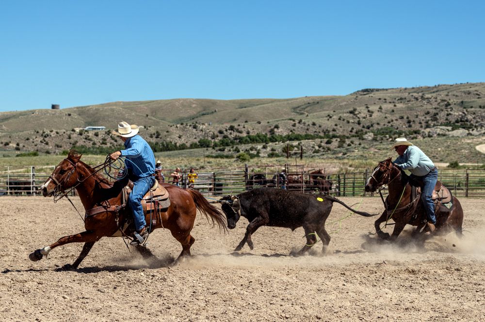 One calf lassoed on branding day at Big Creek Ranch, a Carbon County, Wyoming