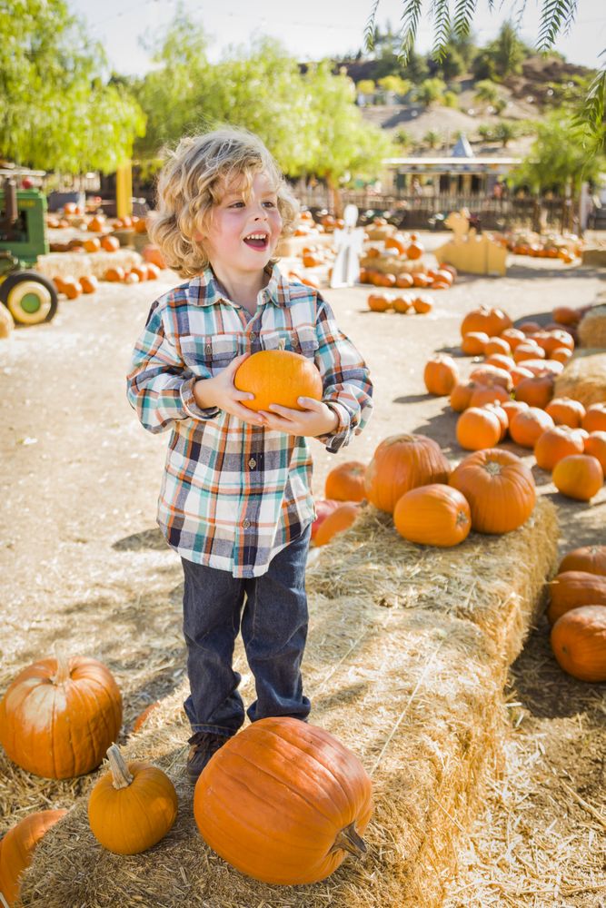 Little Boy Holding His Pumpkin In Field