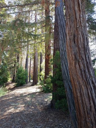 Redwood forest grove path