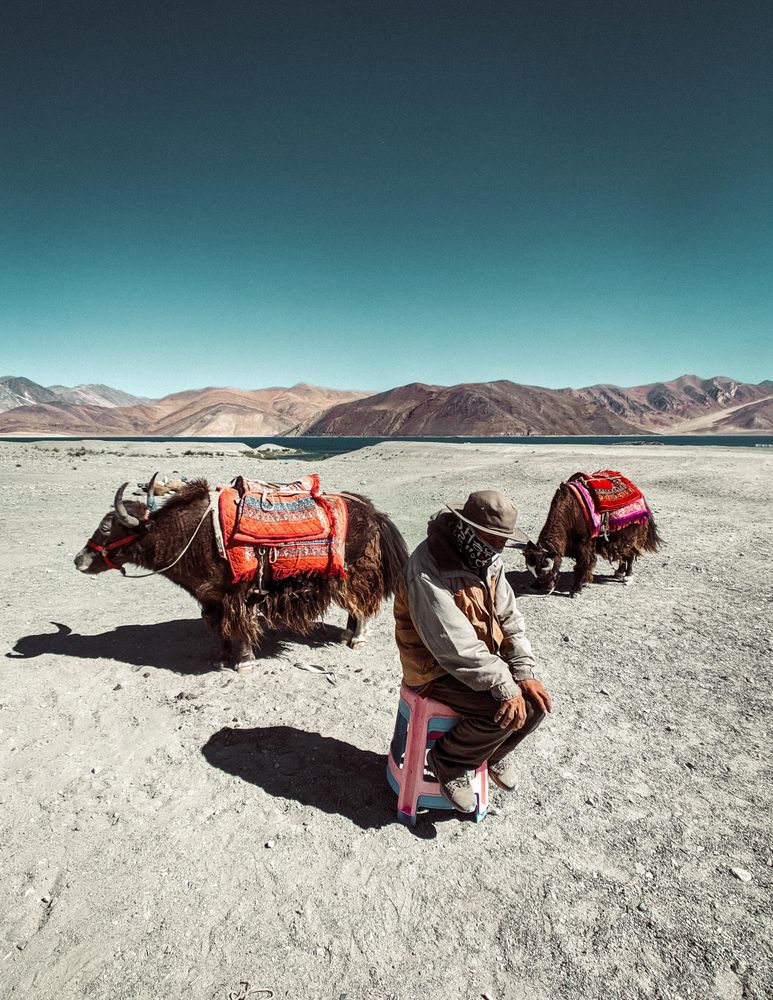 Tired man sitting on chair beside two brown donkeys in sparse outdoor in India