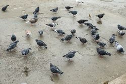 Many pigeons near the sea, on the shore