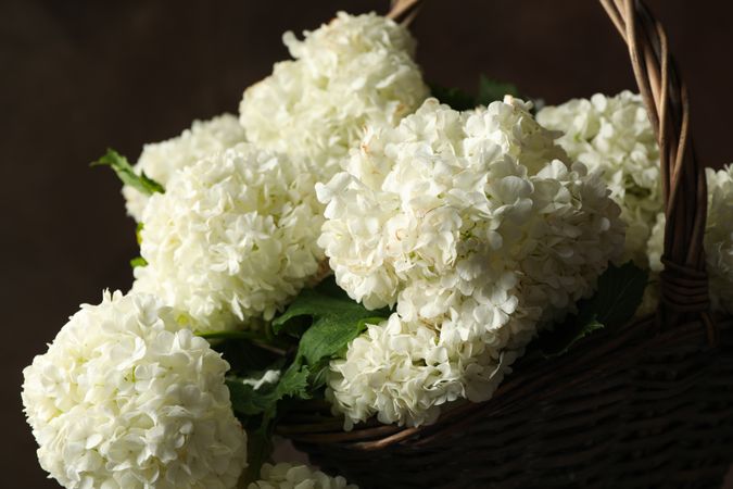 Wicker basket with hydrangea flowers. Spring plant