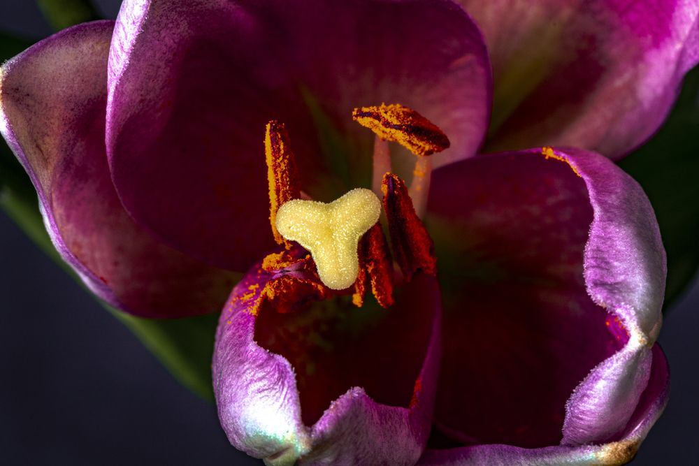 Close up of inside of tulip flower with stigma