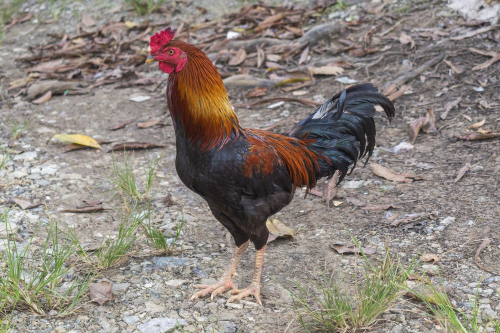 close up rooster in the farm
