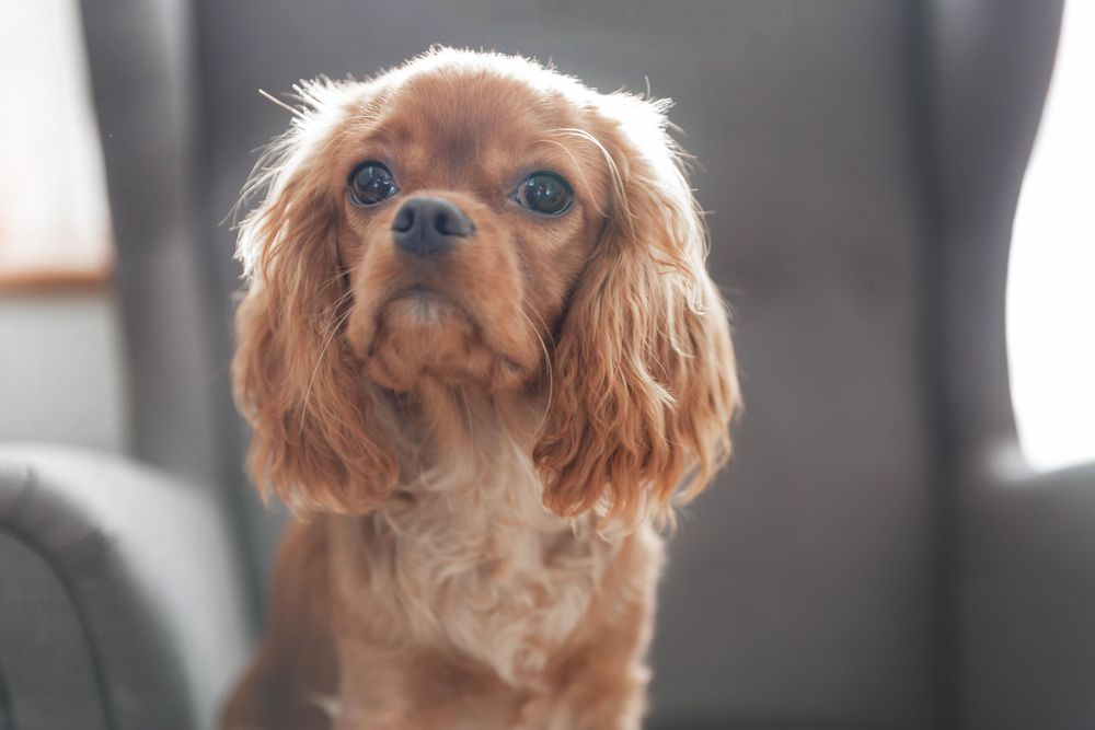 Cavalier spaniel sitting up on a grey seat
