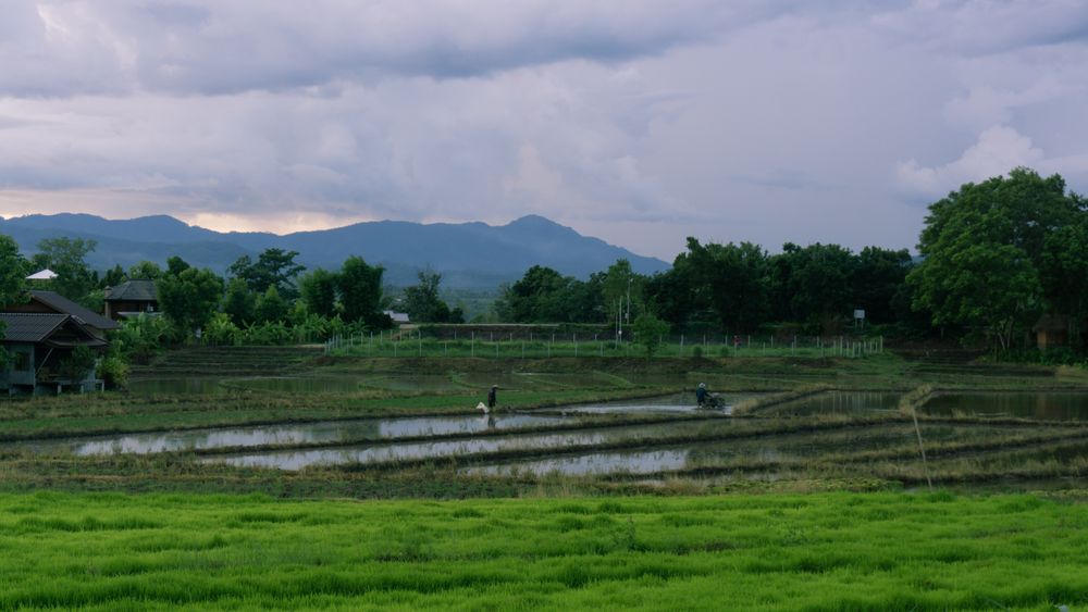 Rice field in Pai - Thailand
