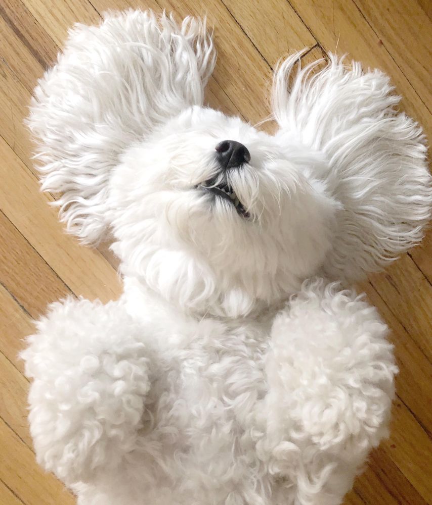 Bichon lying on wooden floor on its back
