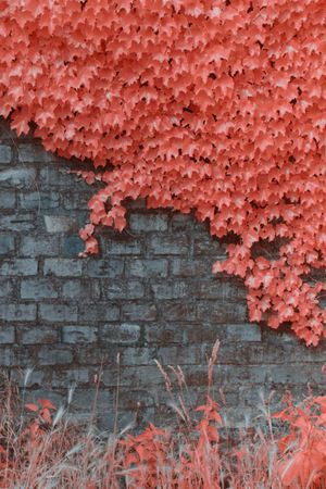 Infrared trees near suburban Stone fence
