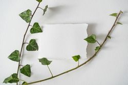 Green vine and light paper note