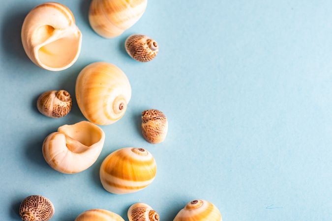 Summer concept with sea shells on baby blue background