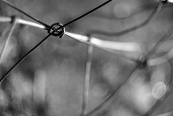 Tense barbed wire
