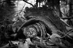 Rings of tree in b&w