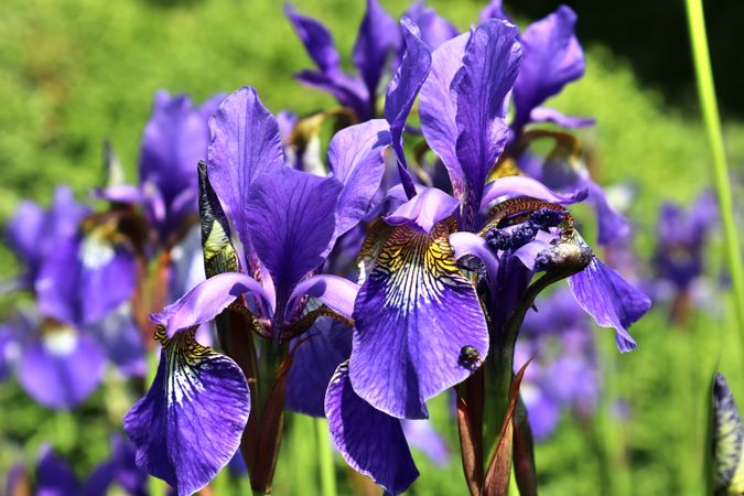 Beautiful flowers in a european garden in different colors