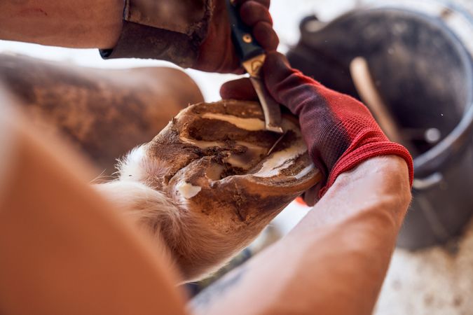 Farrier changing horseshoe in the stable