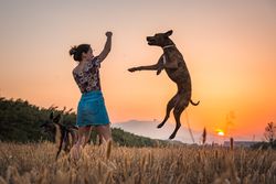 Female playing with dog at hilly area in evening