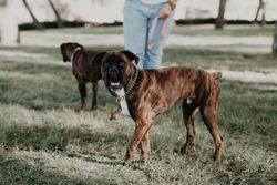Energetic dog walking on special green area
