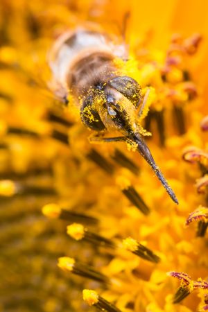 Brown bee on yellow flower