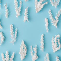 Snowy Christmas tree branches on pastel blue background