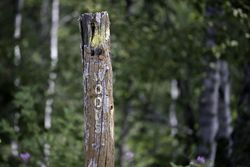 Faded Woods sign at Hawk Ridge Nature Reserve in Duluth, Minnesota