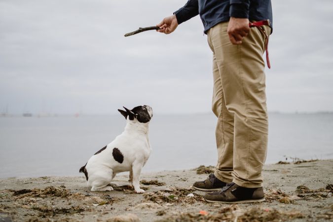 Crop man playing with dog on beach