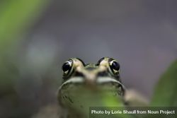 Northern Leopard Frog’s face with selective focus in McGregor, Minnesota 0PwWOb