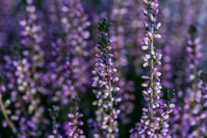 Calluna flowers