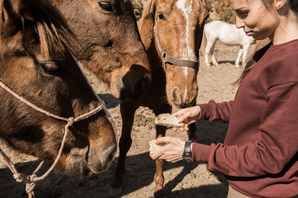 Smiling woman feeding horse